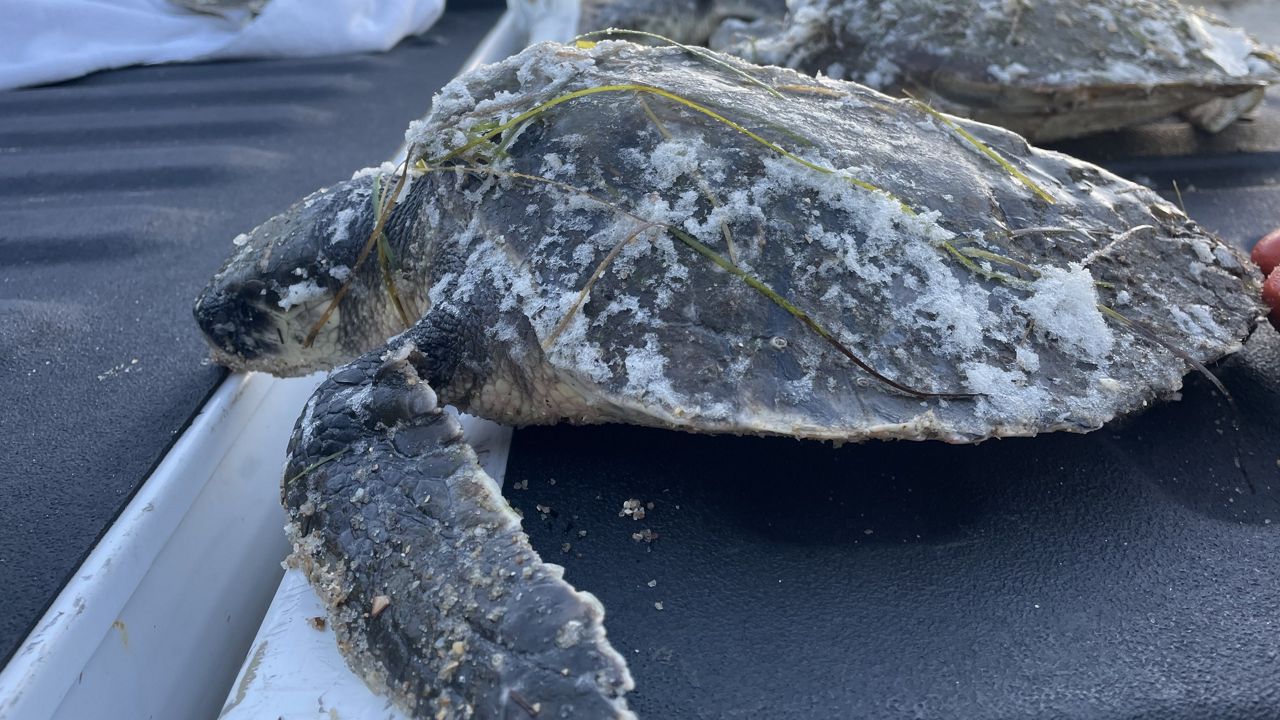 Volunteers Rescue Dozens Of Cold-stunned Sea Turtles